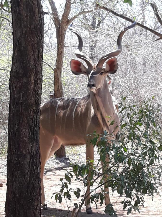 African Sky Marloth Park Exterior foto
